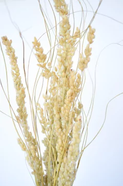 Ramo Rice - tienda online