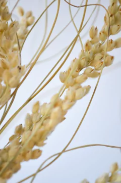 Ramo Rice - comprar online