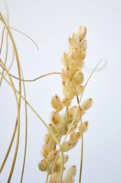 Ramo Rice en internet