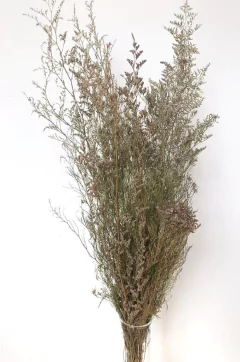 Ramo Caspia - comprar online