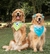 Bandana Monstros S.A. - Sullivan - loja online