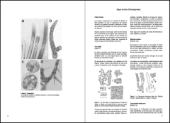 Algas Marinas de la Patagonia - comprar online