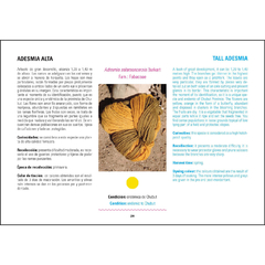 Escondites de Colores (tintes naturales) / Hideouts of Colours - VM Editores