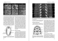 Los Invertebrados Marinos