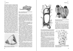 Los Invertebrados Marinos - tienda online