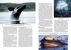 Mamíferos Marinos de Patagonia y Antártida - VM Editores