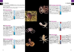 Moluscos Marinos de Argentina, Uruguay y Brasil / Uruguayan Seashells - VM Editores