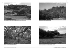 Talares Bonaerenses y su conservación - comprar online