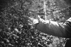Imagen de KENTMERE 100 x 24– PELÍCULA BLANCO Y NEGRO DE 24 EXPOSICIONES
