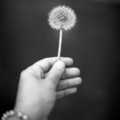 FOMAPAN 200 x 36 – PELÍCULA BLANCO Y NEGRO DE 36 EXPOSICIONES en internet