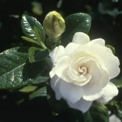 Hoja Jazmín Grande Cód. 8007 en internet