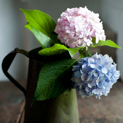 Hoja Hortensia Chica Cód. 8082 - Erica Giovanetti