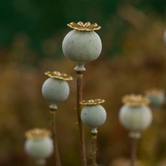 Capsula De Amapola Mediana Cód. 8092 en internet