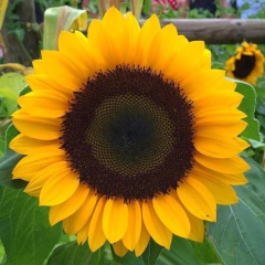 Centro De Girasol Mediano Cód. 8097 - Erica Giovanetti