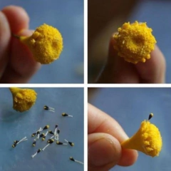 Margaritas Cód. 8024 - tienda online