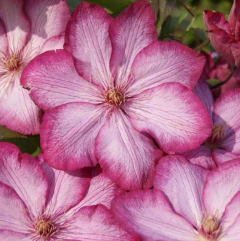 Clematis Grande Cód. 8104 - Erica Giovanetti