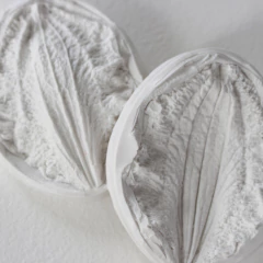 Clematis Grande Cód. 8104