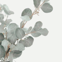 Hoja Eucalipto Cód. 8019 - Erica Giovanetti