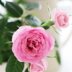 Hojas de Rosas Chicas Cód. 8106 - comprar online