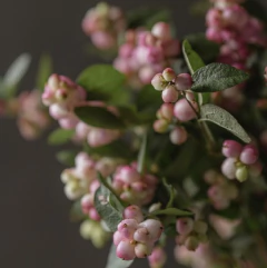 Imagen de Hoja de Snowberry / Baya de Nieve Cód. 8107