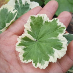 Cortante Pétalos de Malvon Cód. 105 - comprar online