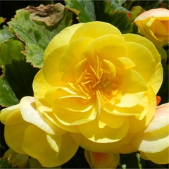 Flor Begonia Cód. 8083 - Erica Giovanetti