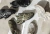 ZAPATILLAS