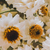 Flores comestibles- AMOBIUM