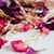 Imagen de Flores comestibles- PETALOS DE CLAVEL.