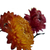 Flores comestibles- SIEMPRE VIVA. en internet