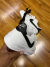 AIR FORCE - loja online