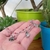 PULSERA DOBLE CACTUS en internet