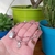 PULSERA DOBLE CACTUS - tienda online
