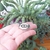 Imagen de COLLAR SOL CON GUARDA