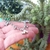 PULSERA PATÍN - tienda online