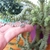 Imagen de PULSERA PATÍN