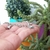 PULSERA PERRO SCHNAUZER - comprar online