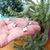 PULSERA GATITO FELIZ en internet