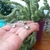 PULSERA CACTUS CON MACETA - comprar online