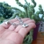 PULSERA LUNA CON ÁRBOL CELTA - comprar online