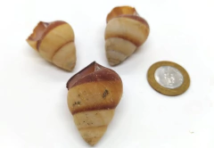 Trio de Caracol Grande (un) - comprar online