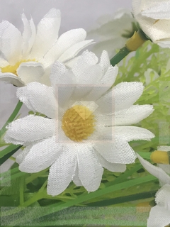Imagem do Planta: Margaridinhas