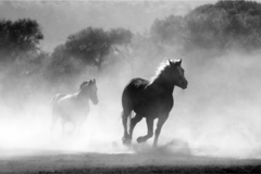 Papel de Parede Cavalo Cavalgando - comprar online