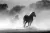 Papel de Parede Cavalo Cavalgando - comprar online