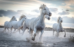 Papel de Parede Cavalos Correndo na água - comprar online