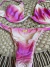 Image of BIQUÍNI CORTININHA PINK/ BRANCO - (cópia)