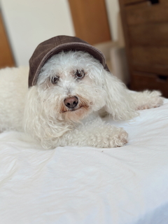 Gorra chocolate - comprar online