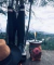 Mate Paisano Magnolia