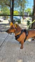 Piluso talle 1 para Perros y Gatos - Sombrero Piluso con Protección Solar en internet