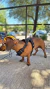 Piluso talle 1 para Perros y Gatos - Sombrero Piluso con Protección Solar - comprar online